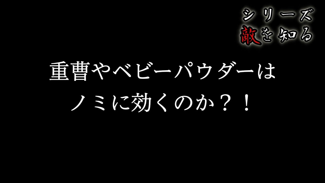 【閲覧注意】重曹とベビーパウダー はノミ駆除に有効なのか【シリーズ敵を知る】