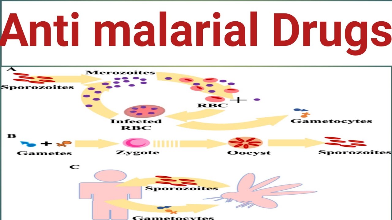 Antimalarial drugs chapter:6 part:1 pharmacology BSN Third semester kmu slides in pashto #kmupdates