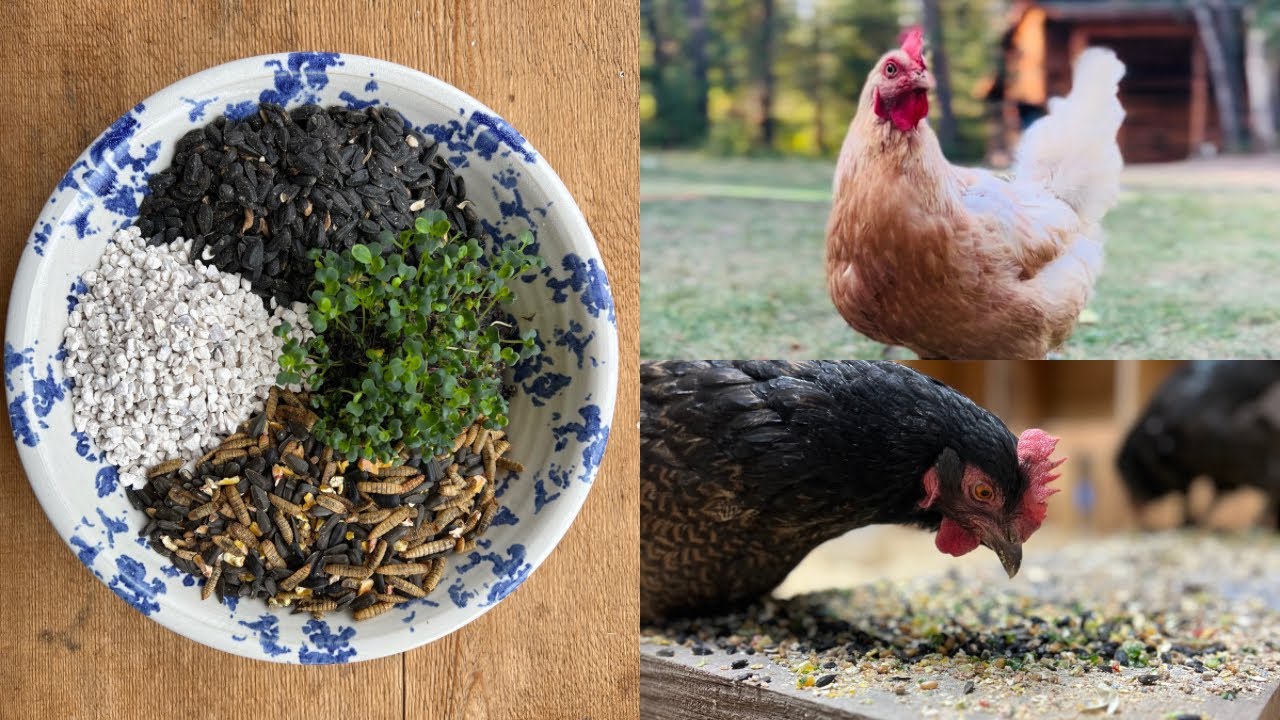 WINTER-PROOF Your Chicken Feeding with These 5 Genius Hacks