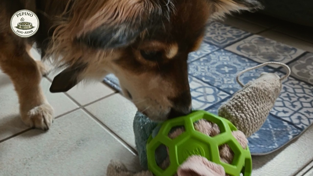 Dog Toy ASMR | 9 Min Snack Ball Puzzle Play