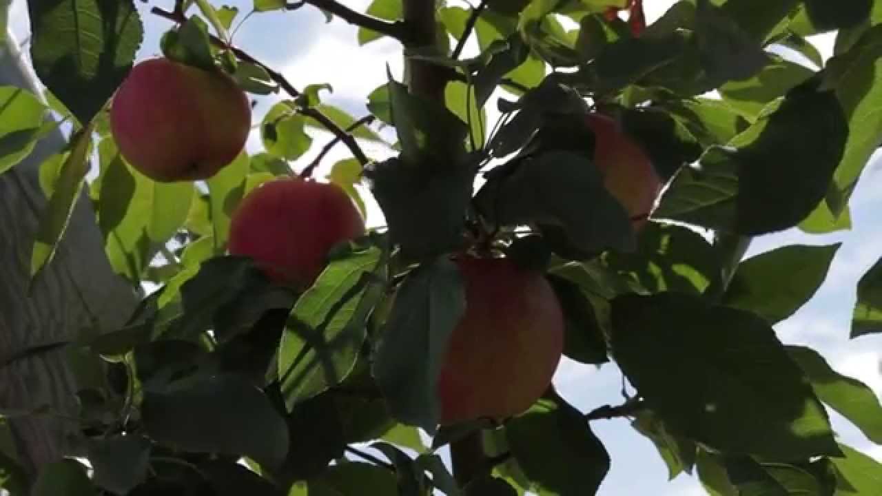 Climate Smart Farming Story: KC Orchards