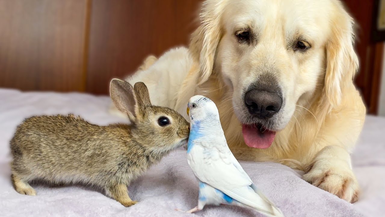 Golden Retriever and Baby Bunnies befriend with Budgie [Cuteness Overload]