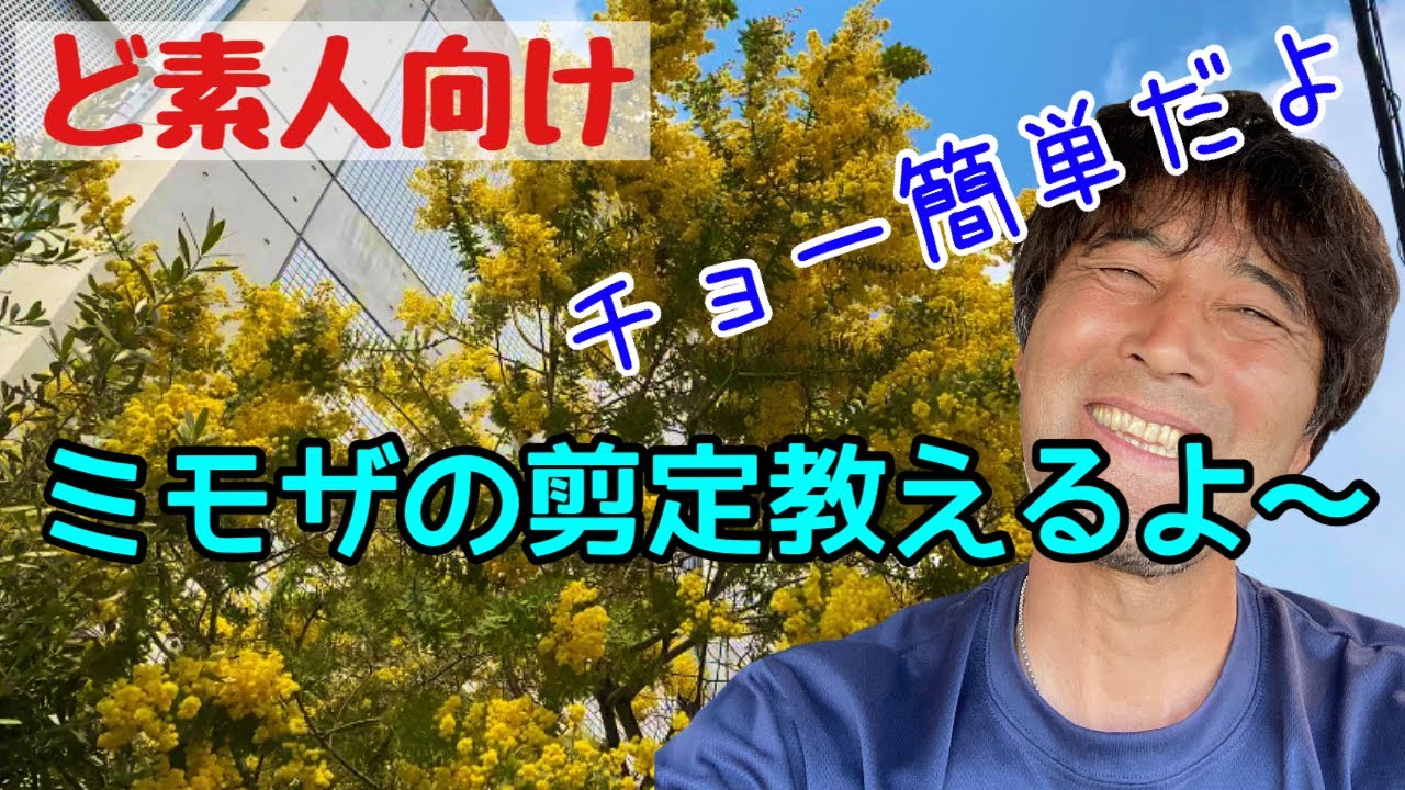 やさしく解説【ミモザ剪定】やり方は凄い簡単！チャレンジしてみて下さい！
