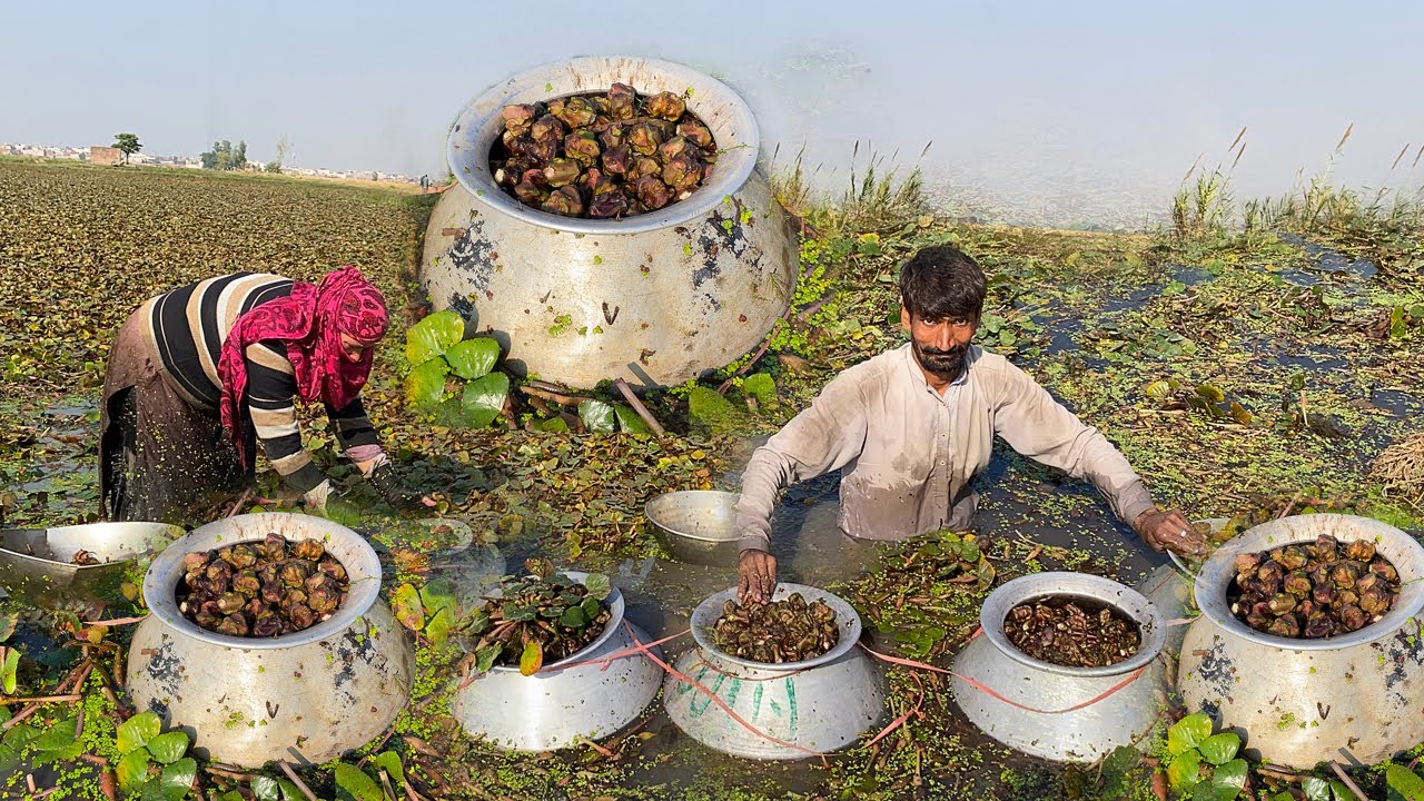 Water Chestnuts Harvesting In Pakistan | Singhara Recipe | Agriculture Noal Farm | Water Farming