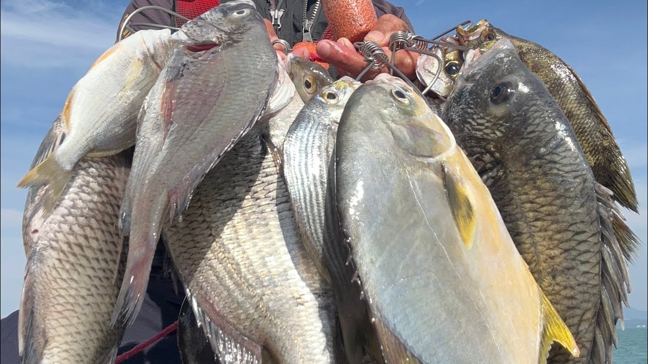 紀州威力10/11/2025東灣良型牛屎黃立倉連發，FIREBLOOD SCHEMER1.1-530使用@MARUKYU 糠蝦公主MSP添加粒SET100醃製蝦仁常温練餌