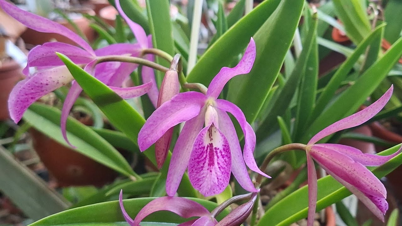 Chuva e humidade extrema nas orquídeas.  Que fazer?