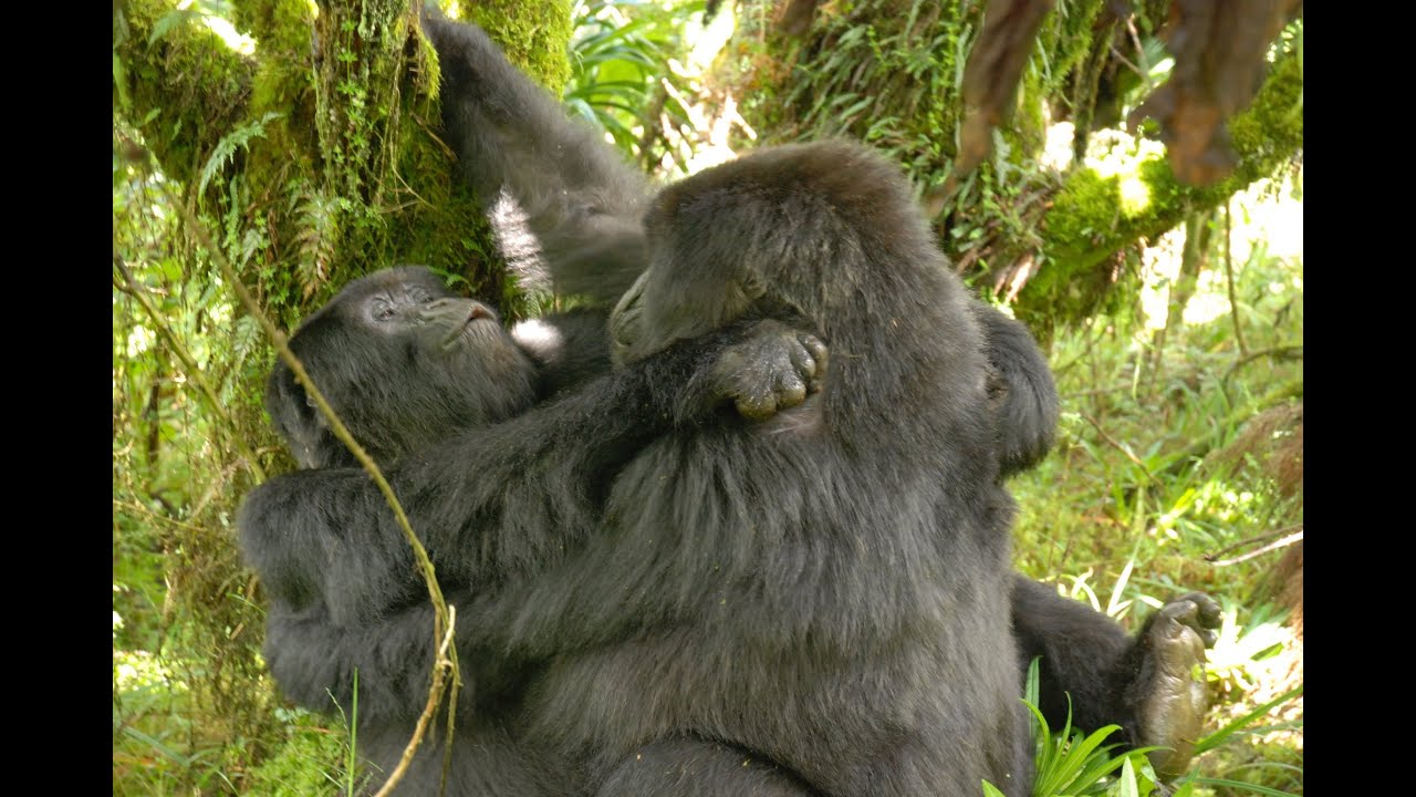 Homosexual activity documented in female gorillas for the first time