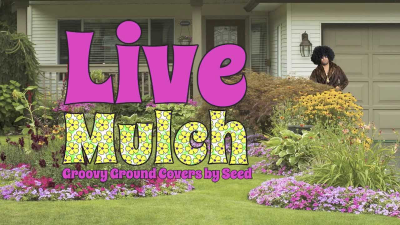 Live Mulch - plant seed for a flowering weed free garden!