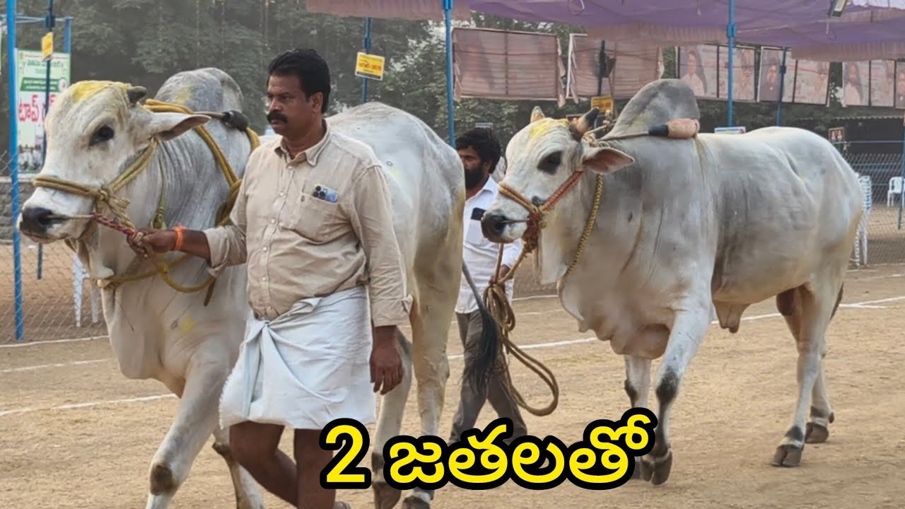  రెంటచింతల ప్రదర్శనకు2 జతల తో వచ్చిన Rk. Bulls 