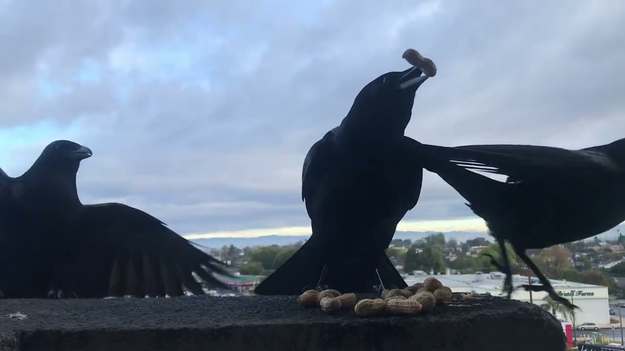 How to attract crows to your window