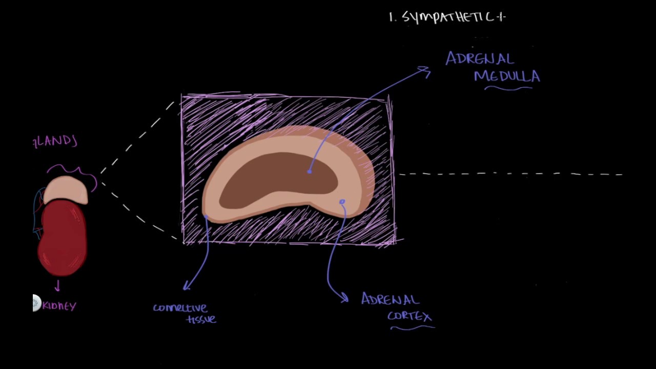 HPA Axis & Stress Response