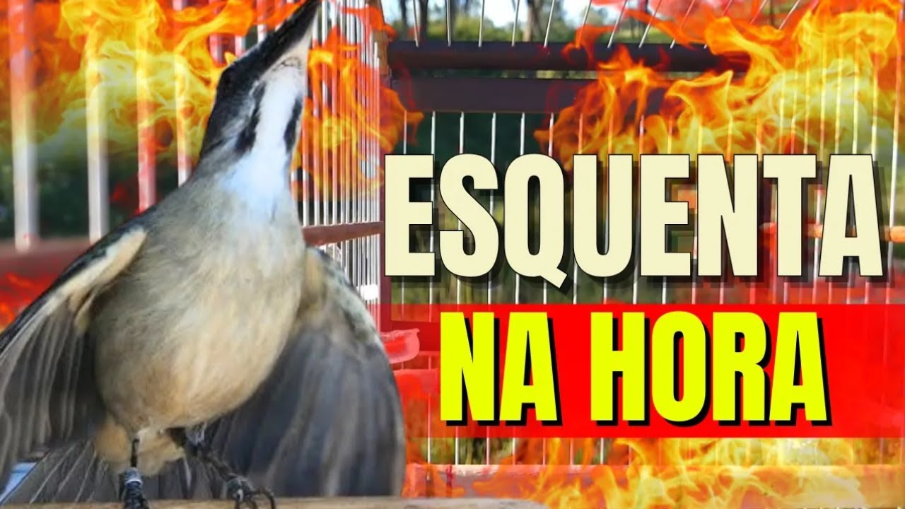 MELHOR Trinca ferro cantando Para Esquentar Trincaferro FRIO Com Trinca-ferro Macheando  Trincaferro