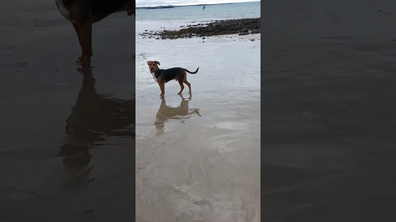 Tyno très heureux plage grand espace yes 