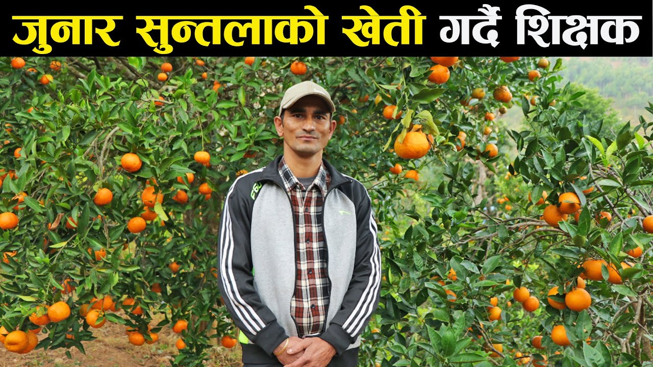 शिक्षण पेसासंगै सुन्तला र जुनारको खेती गरिरहेका दिनेश कोइराला - Orange farming