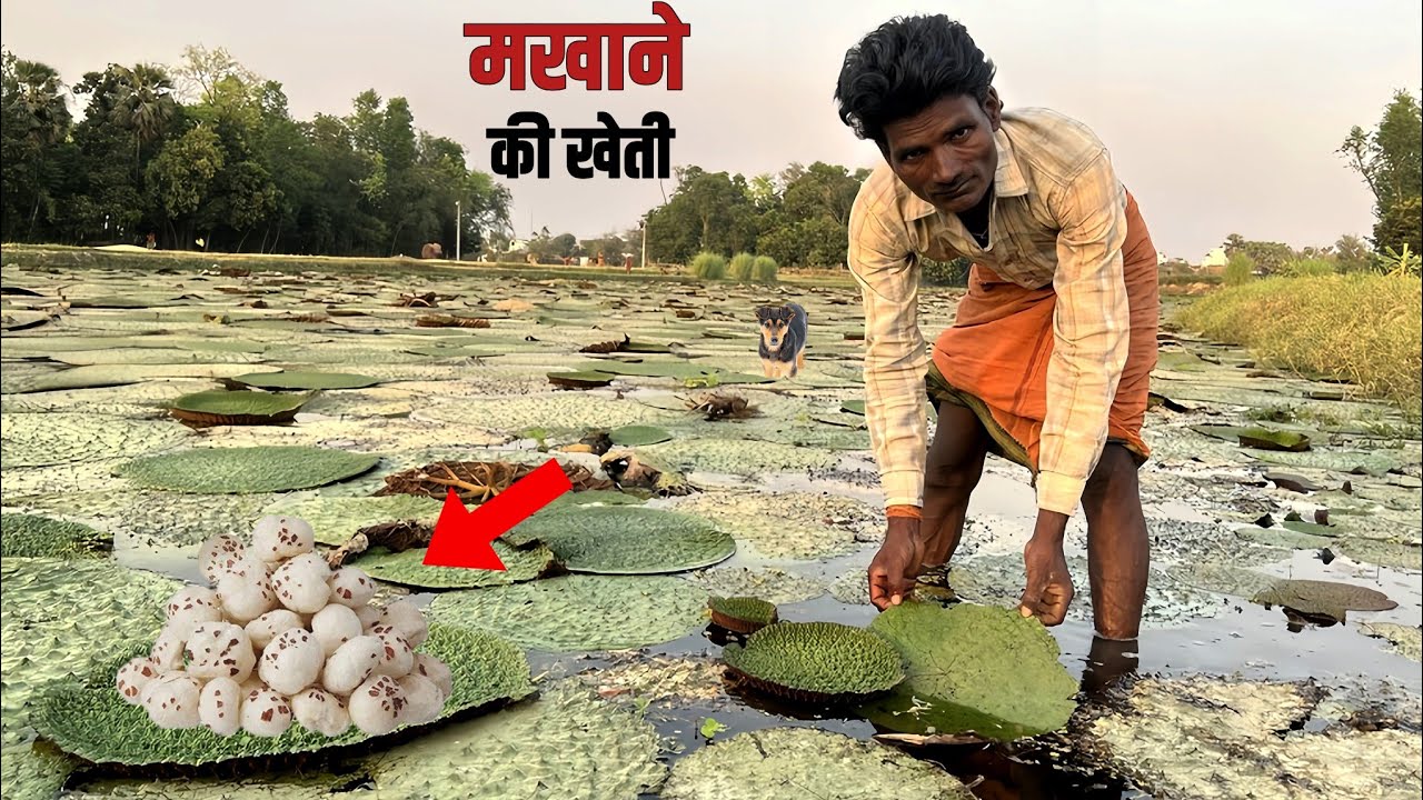 Let me show you Fox Nut Cultivation