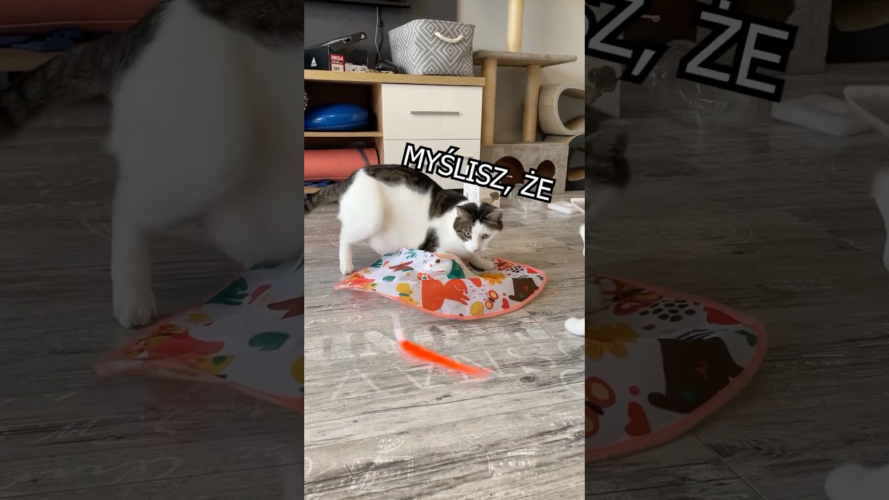 RUSZAJĄCY SIĘ WIHAJSTER dla KOT&Oacute;W 😸🐈 - Tryb: Placka 😹😹😹