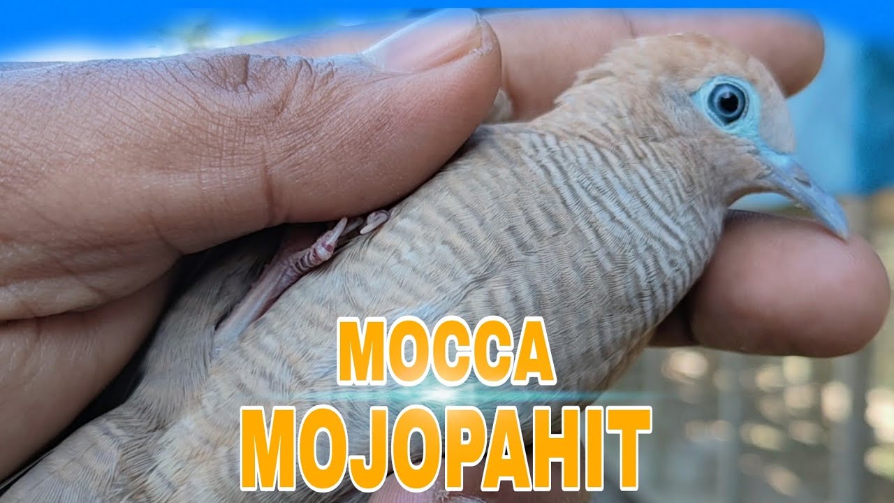 CIRI-CIRI Perkutut MOCCA Majapahit