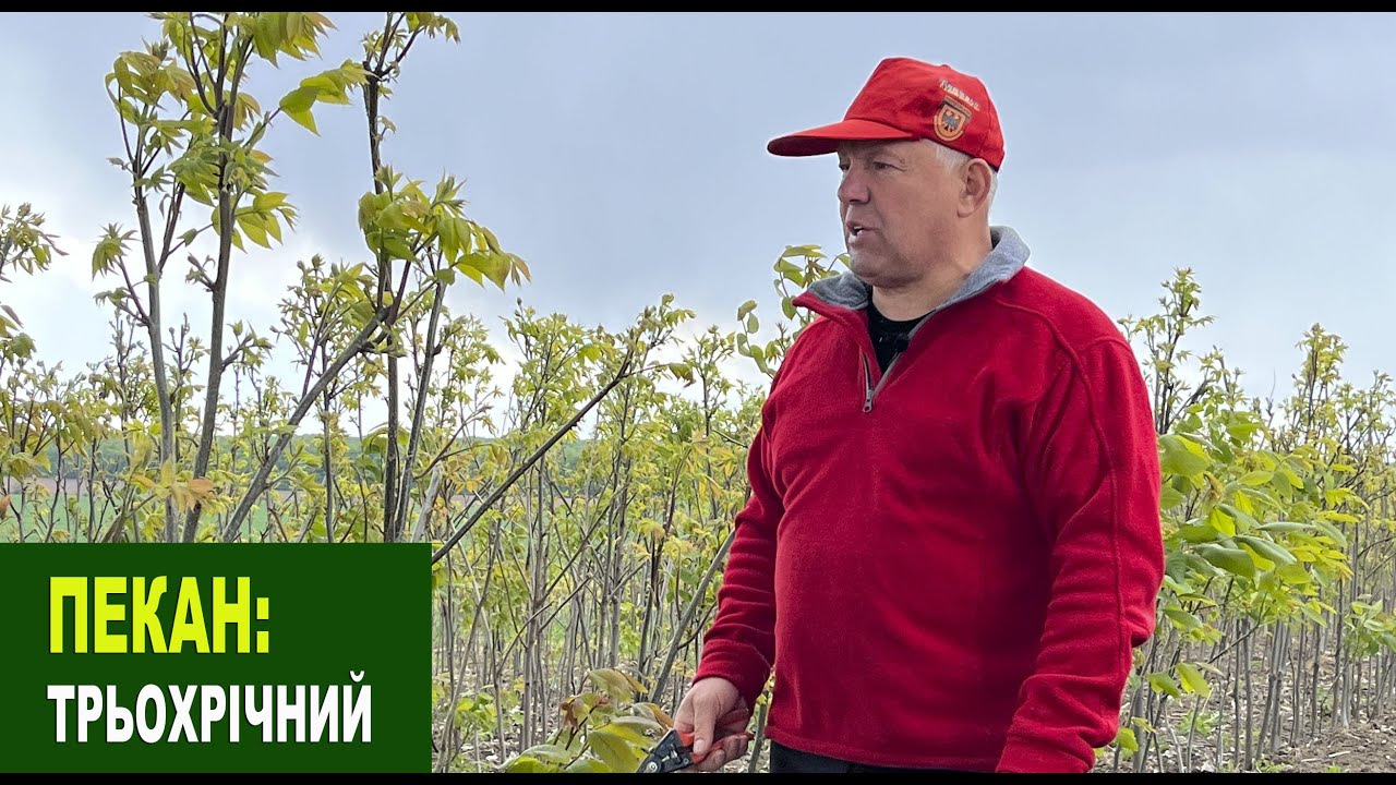 №219 Трьохрічний пекан: як виглядають саджанці, що готові до реалізації