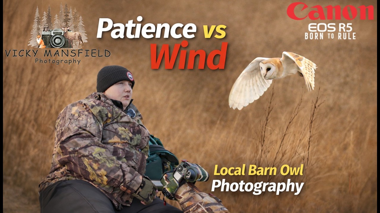 Patience vs Wind | Local Barn Owl Photography