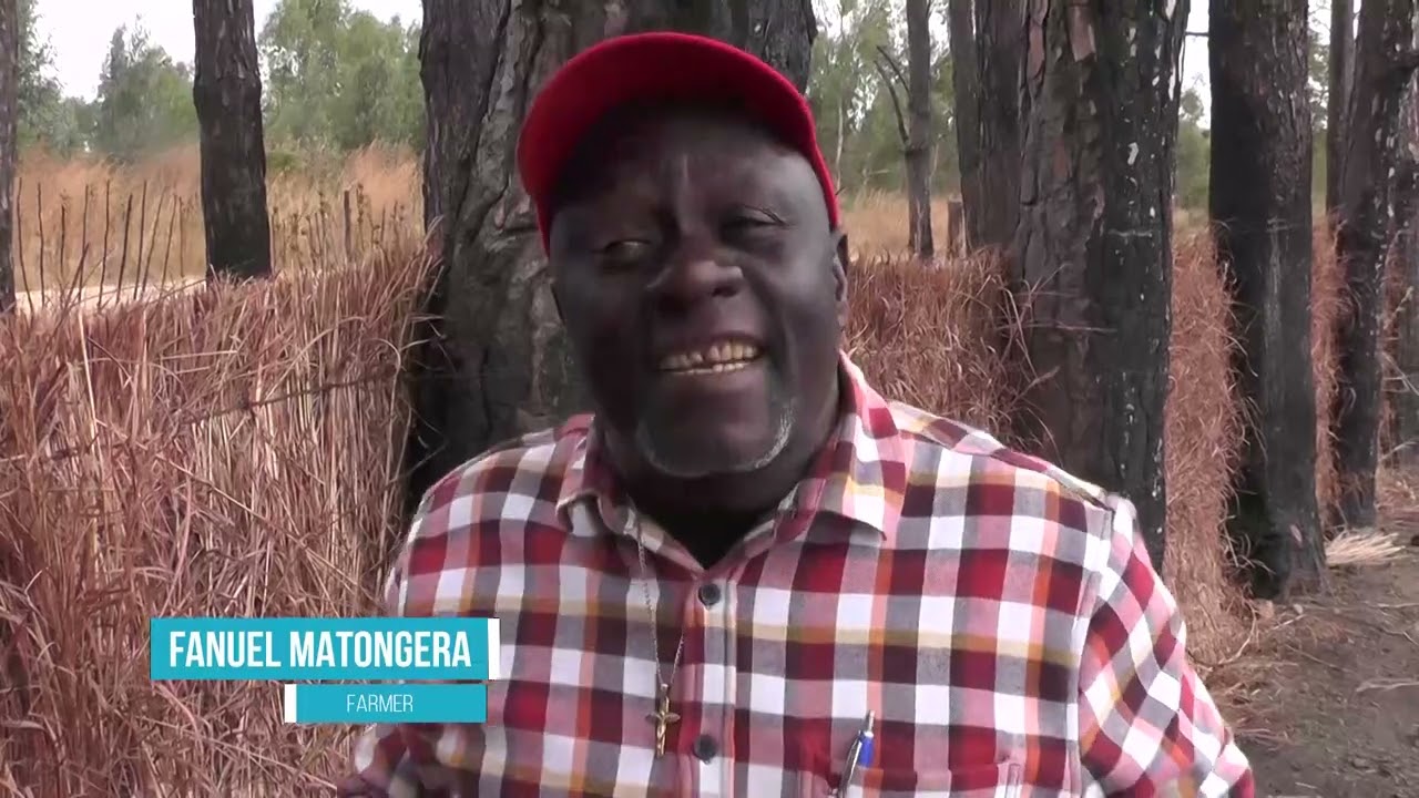 Zimbabwe The Awakening Giant - Matongera Tobacco Farmer