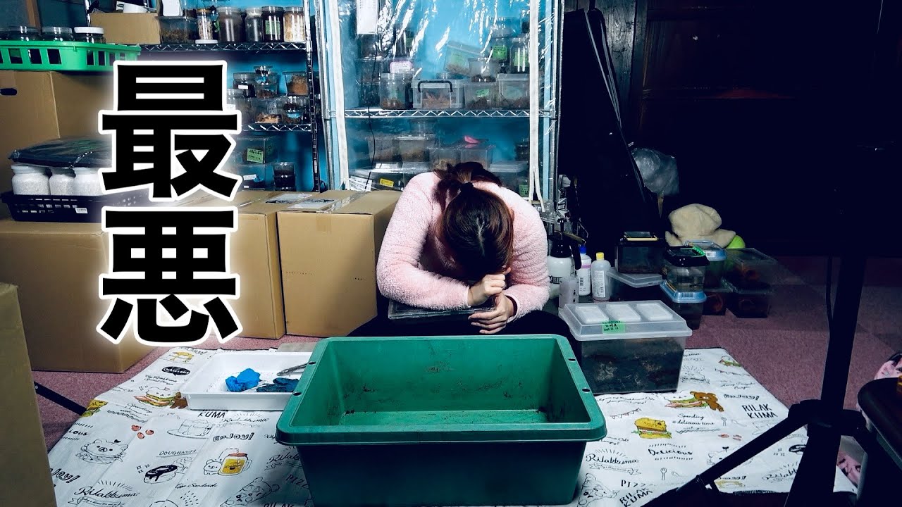 割り出し中に思わぬハプニング？が...＃クワガタ