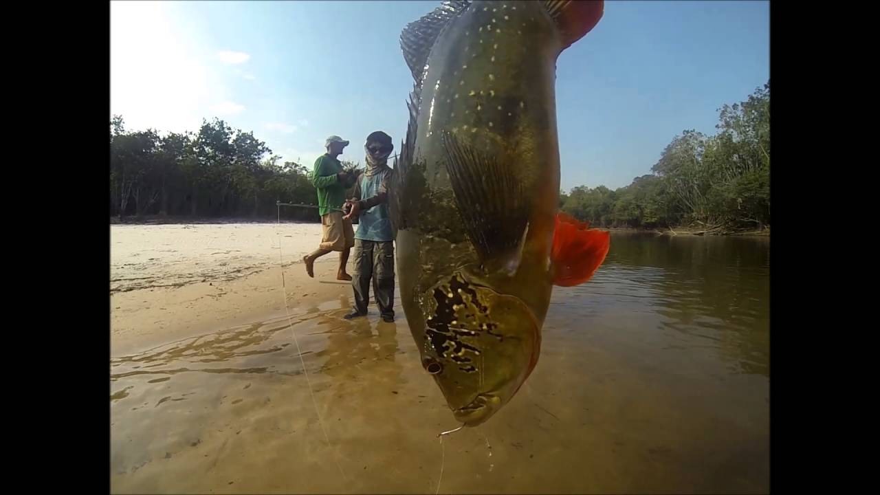 TUCUNAR&Eacute; A&Ccedil;U / PESCANDO SONHOS - Rio Itapar&aacute;-RR