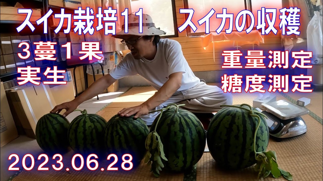 スイカ栽培11　収穫　重量.糖度測定　3蔓1果　実生