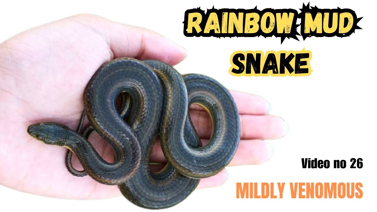 Rainbow mud snake&nbsp;(Enhydris enhydris) of India भारत मे पाए जाने वाला रेनबो मड साप (हल्का विषेले)
