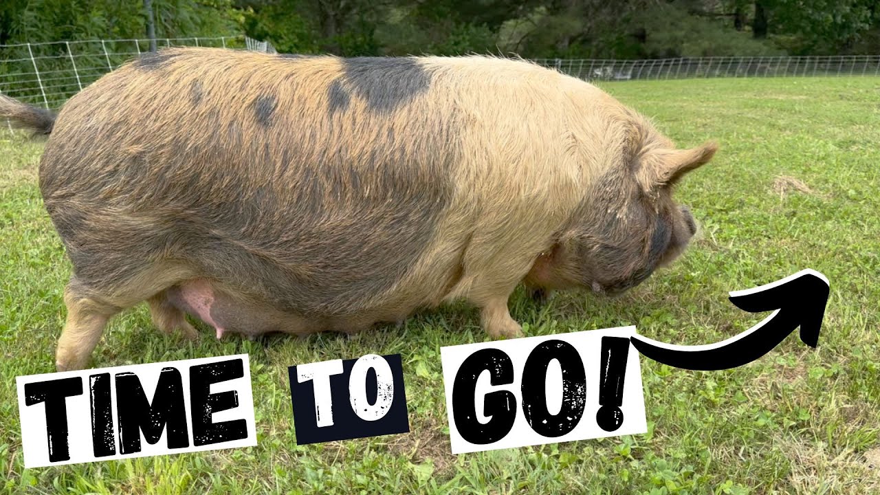 Getting Ready For Our 4th Spring Kunekune Litter!
