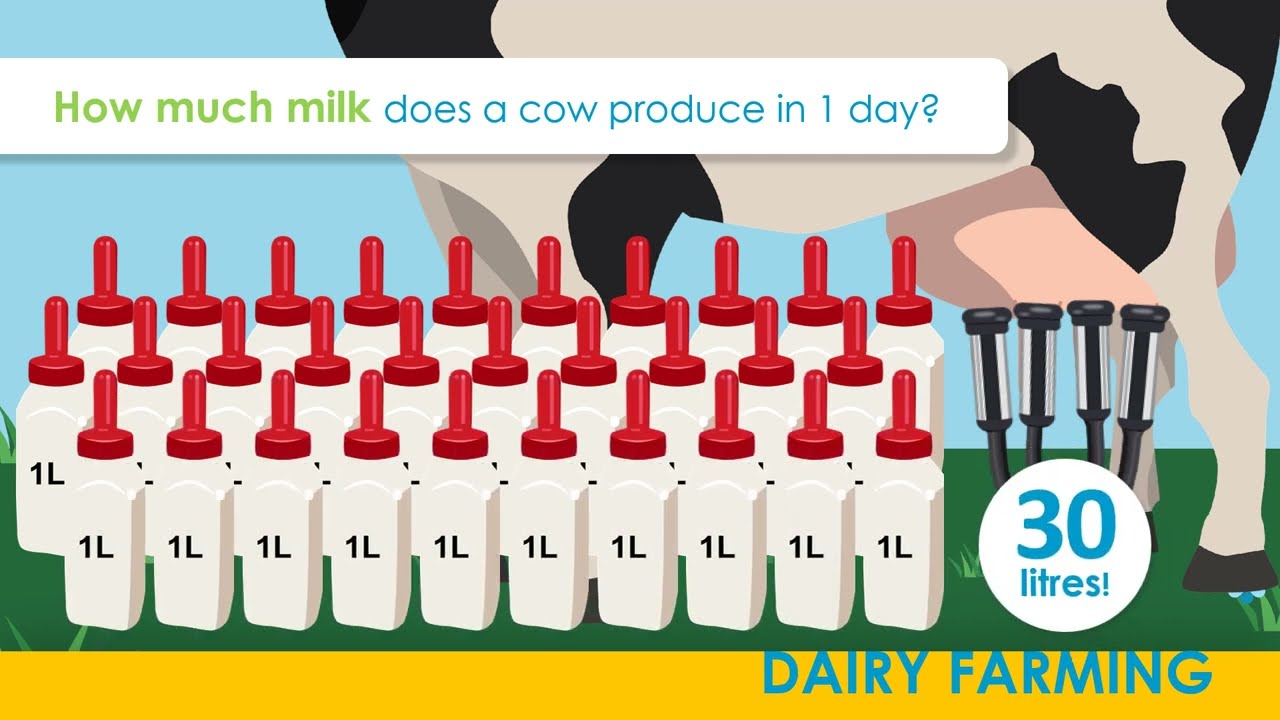 From Calf to Cow