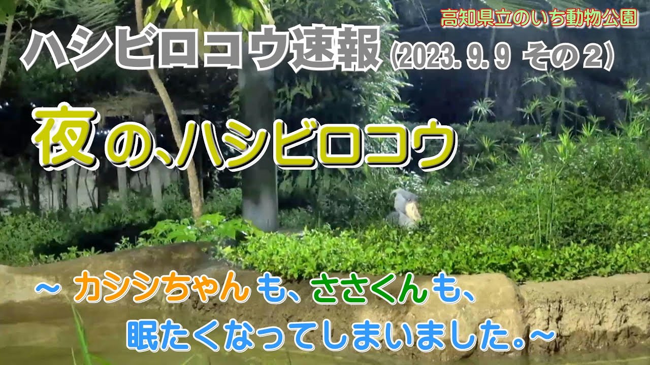 2023/09/09、「のいち de ナイト」、夜のハシビロコウ、カシシちゃんもささくんも、眠たくなってしまいました。【のいち動物公園、ハシビロコウ速報】
