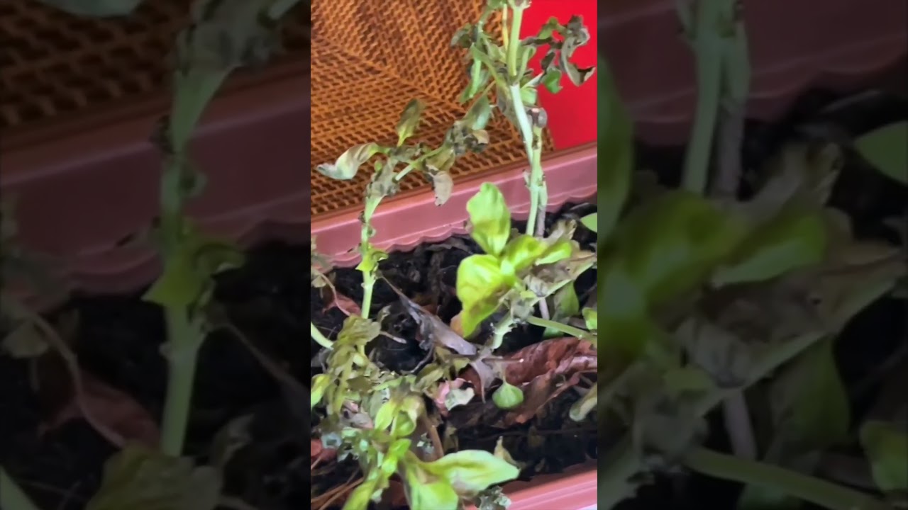 BASIL'S ULTIMATE COMEBACK - 
