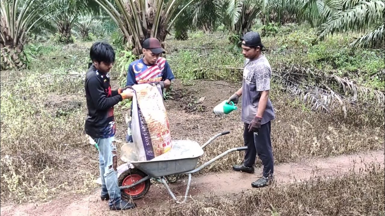 BEGINI CARA PEMUPUKAN POKOK SAWIT DI MALAYSIA.