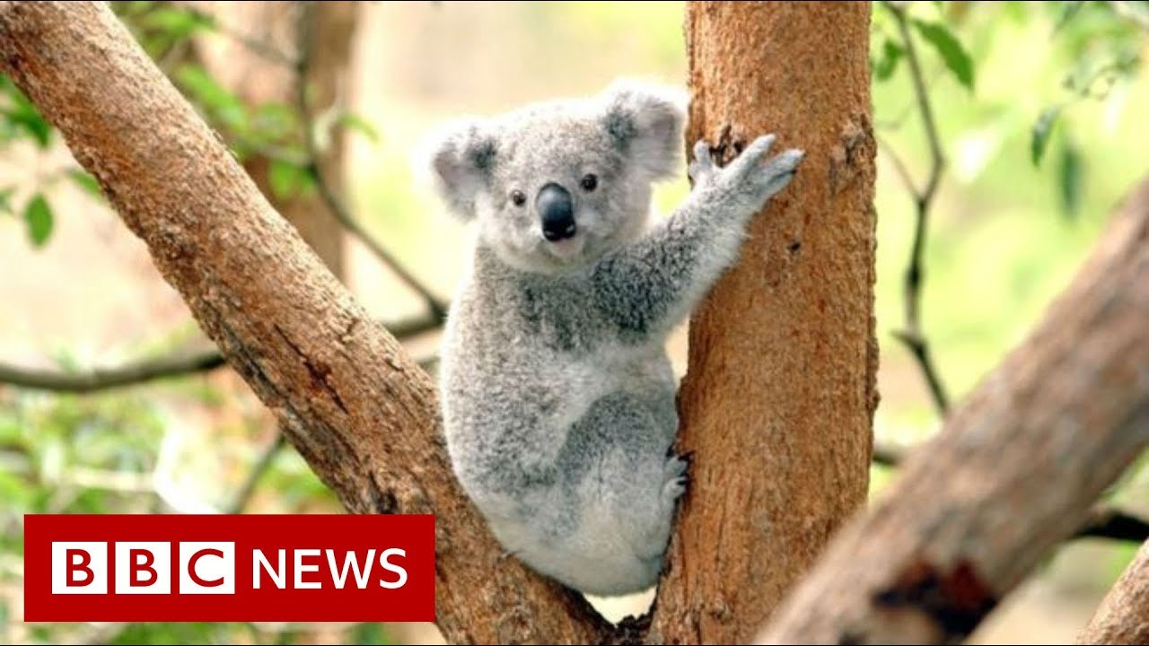 Koala scheme 'working despite death' - BBC News