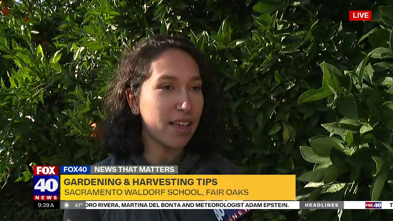 Sacramento Waldorf School Citrus Garden - KTXL Fox40