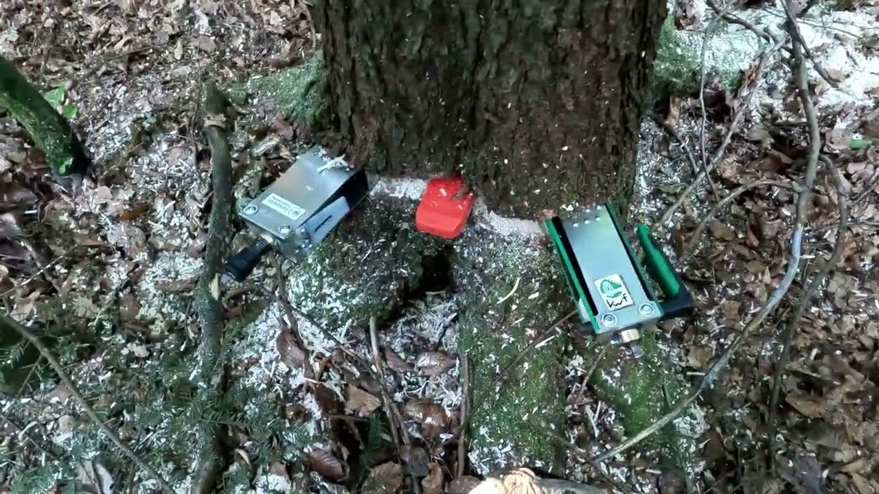 Bäume fallen nicht um mit Stihl Ms 500i und Forstreich Tr 24 HD I Holzknecht Hs 850