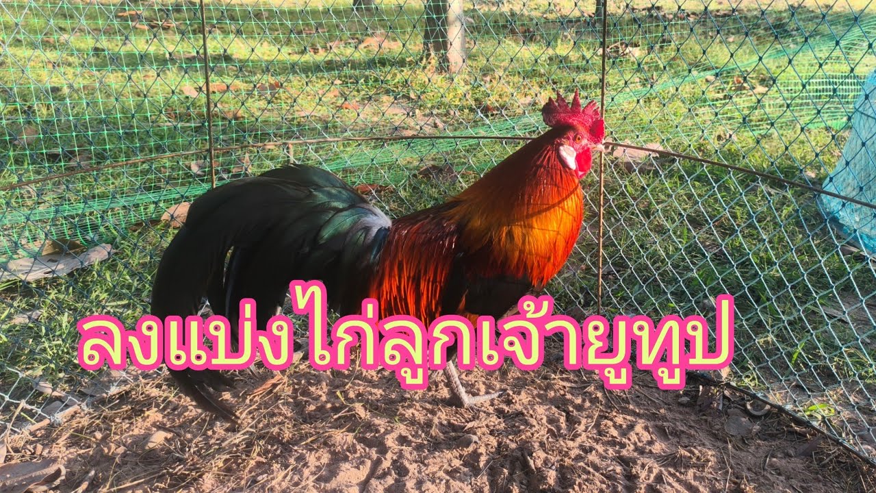 ว้าว สายหมานมาอีกแล้ว#ลงแบ่งไก่ครับ