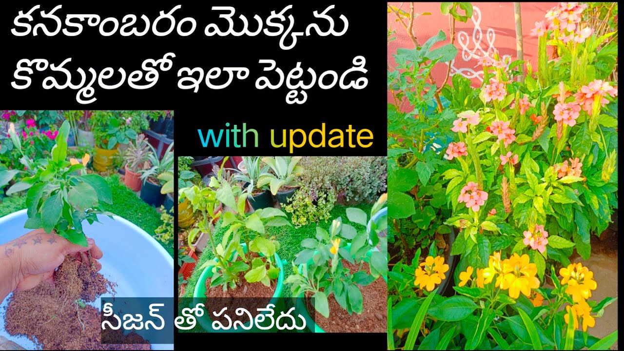 How to grow crossandra plant from cuttings | kanakambaram | In Telugu