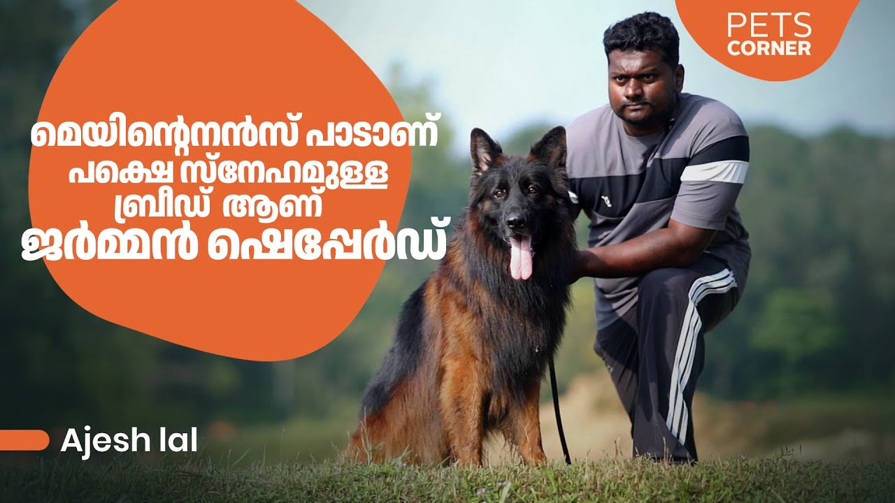 മെയിന്റെനൻസ് പാടാണ്‌, പക്ഷെ സ്നേഹമുള്ള ബ്രീഡ് ആണ് ജർമ്മൻ ഷെപ്പേർഡ്.. Ajesh Lal @keralapetscorner