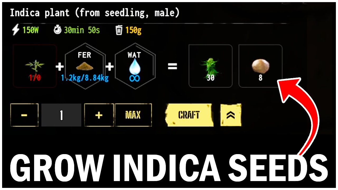 How to Grow Your Own Indica Seeds - Drug Dealer Simulator 2 Tips and Tricks