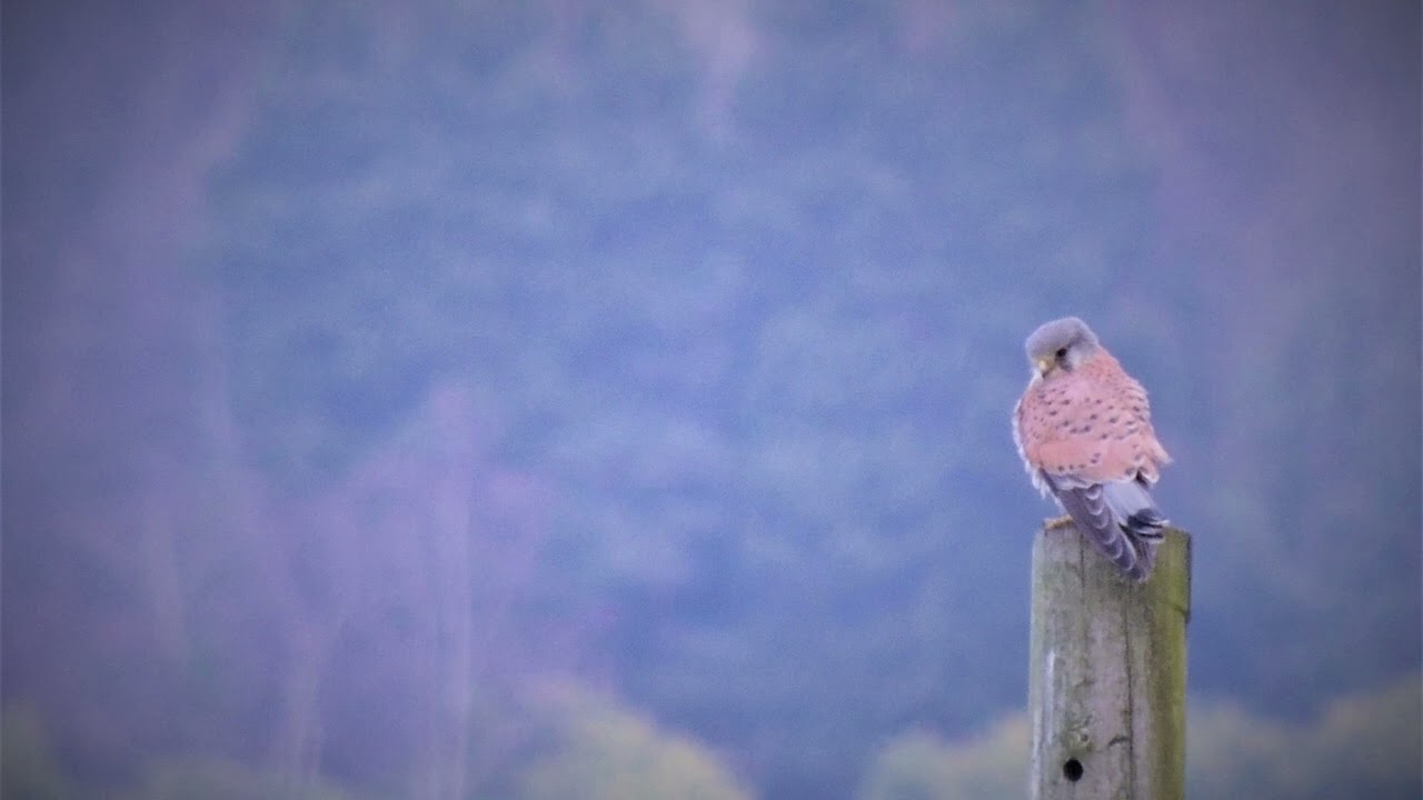 New Year Kestrels (2022), from my book A Year In The Calder Valley