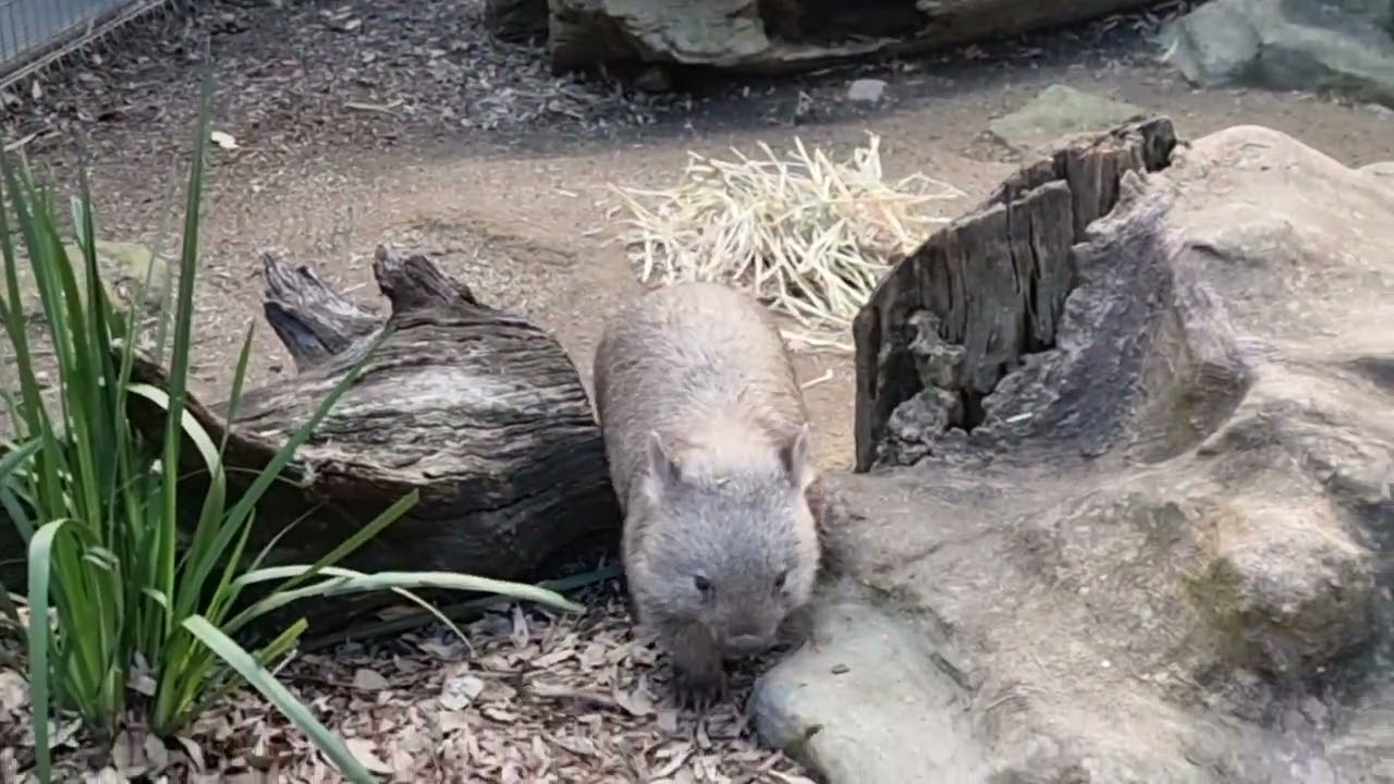 Featherdale Wildlife Park