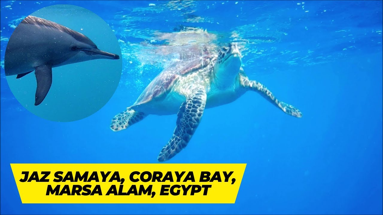 Snorkeling at Jaz Samaya resort, Coraya bay, Marsa Alam, Egypt