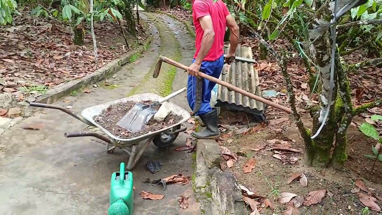 COMO PLANTAR MUDA DE CACAU  DA FORMA CORRETA  12 02 2026 