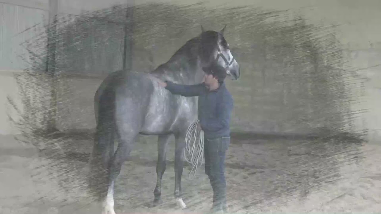 PRE Stallion - Dream Horse - Very easy - very good movements and character