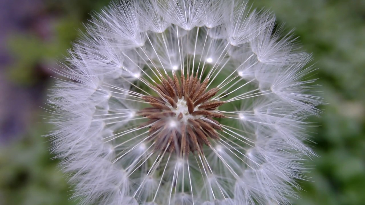 安価なビデオカメラでクローズアップ撮影 Kenuo HDV-524KM