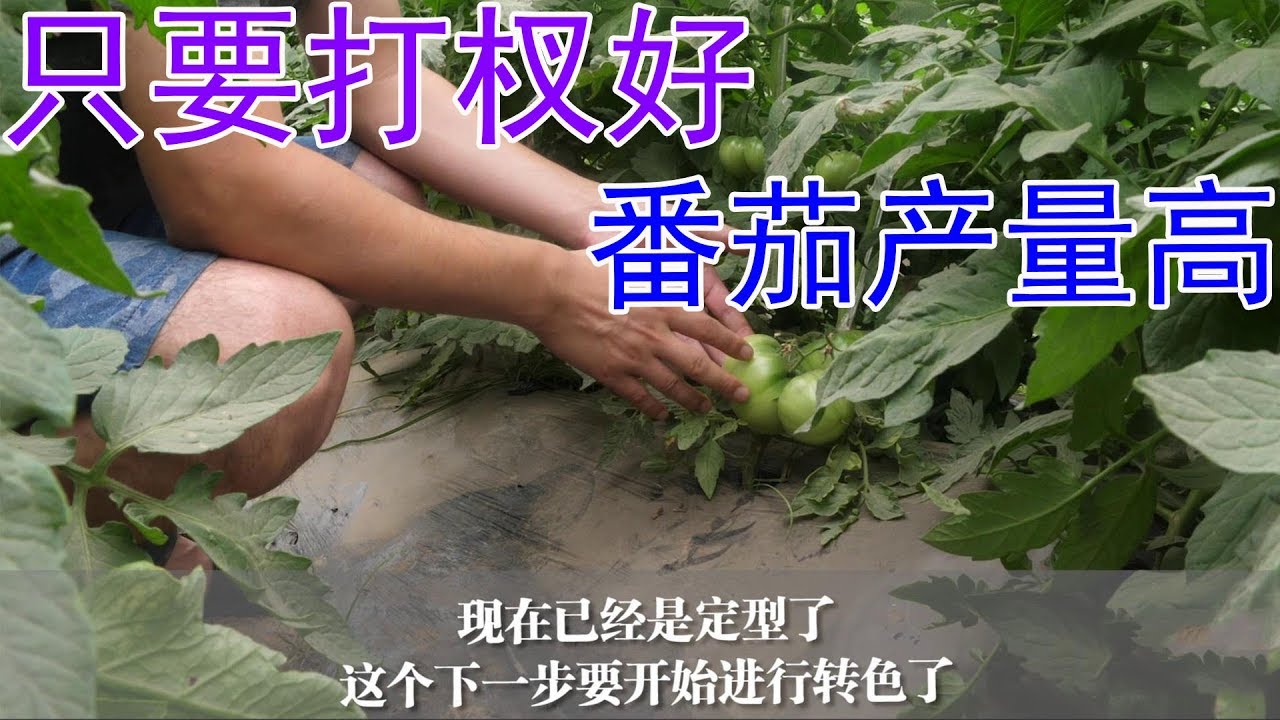 番茄打杈应该怎么做呢？只要打杈好，番茄产量高【付老师种植技术团队】