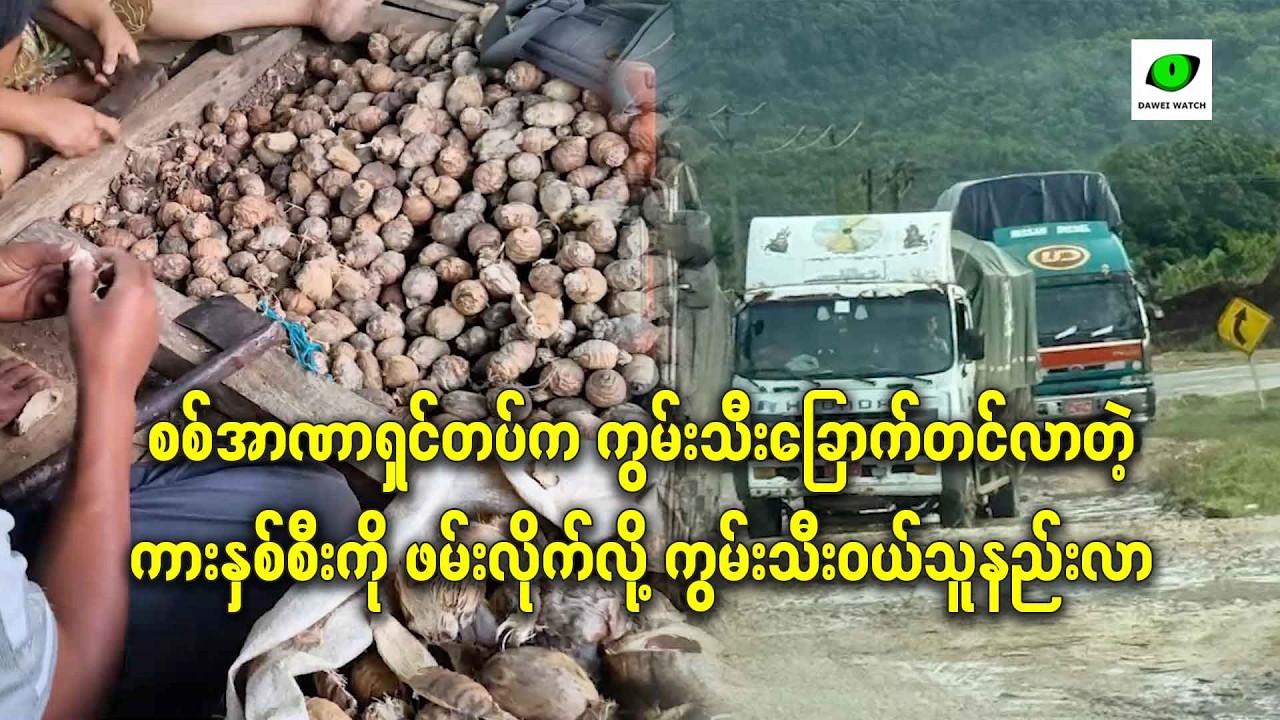 စစ်အာဏာရှင်တပ်က ကွမ်းသီးခြောက်တင်လာတဲ့ ကားနှစ်စီးကို ဖမ်းလိုက်လို့ ကွမ်းသီးဝယ်သူနည်းလာ