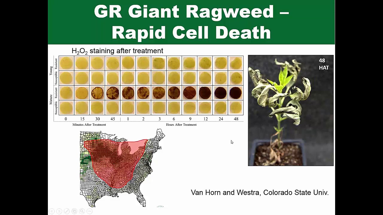 Herbicide-Resistant Weeds: Molecular Mechanisms and Impacts