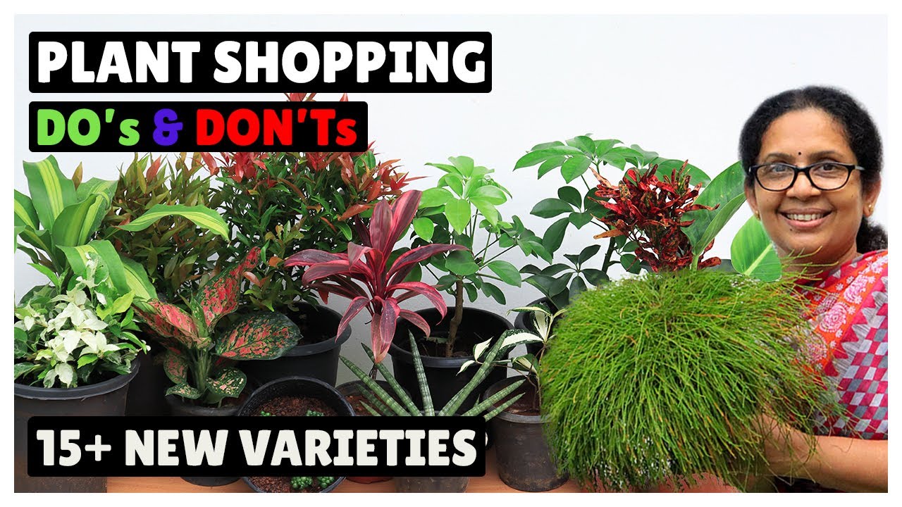 Plant Shopping | MUST Do After Buying Plants